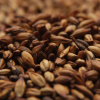 Caramunich Type 2 Malt-0