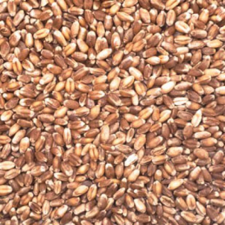 Raw Unmalted Wheat-0