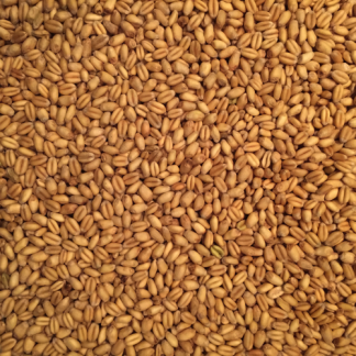 Torrified (Toasted) Wheat-0